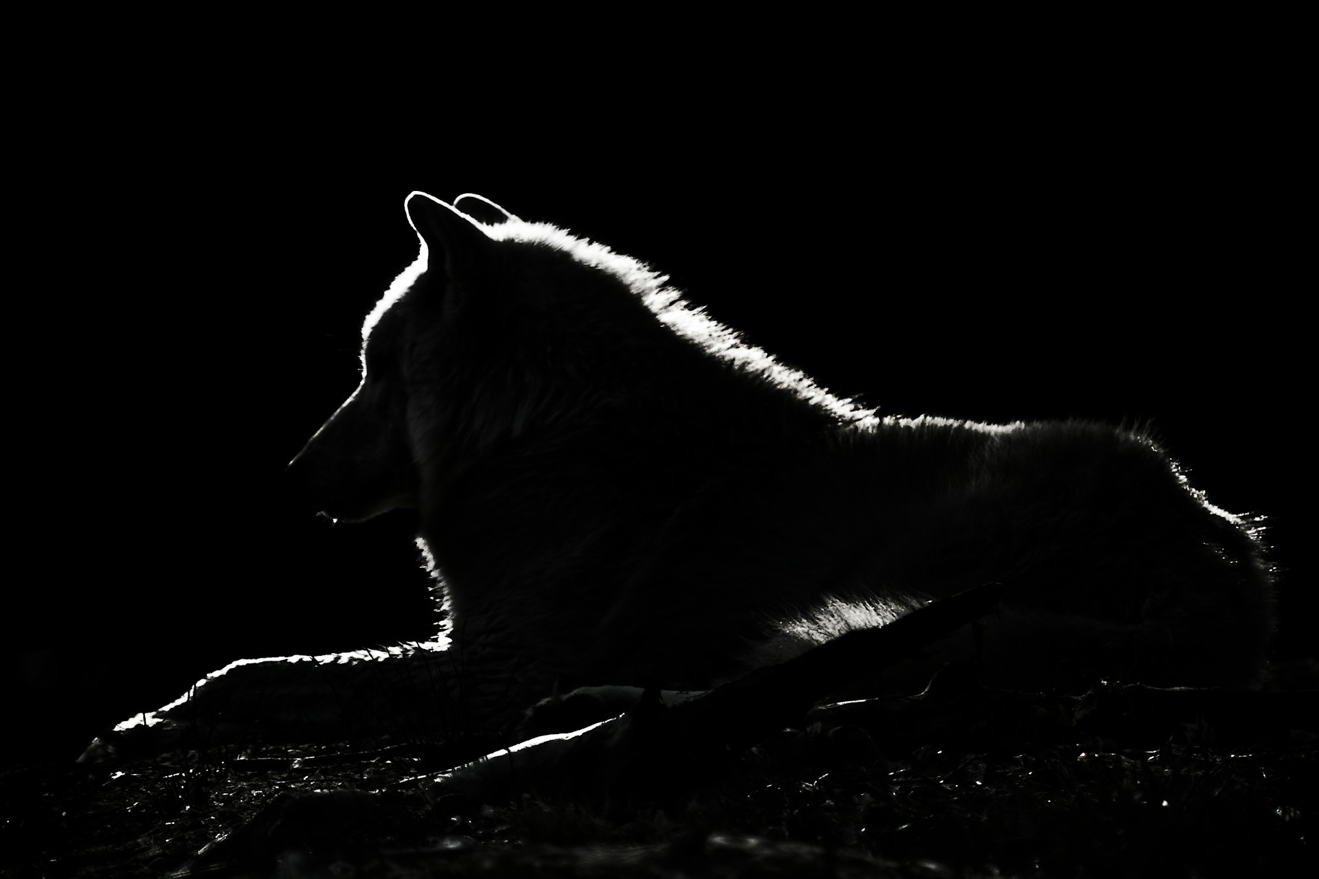Wolf in the night